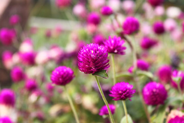 Pink flowers of spherical gomphrena (lat.Gomphrena)