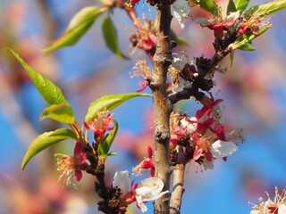  gardens bloom in spring