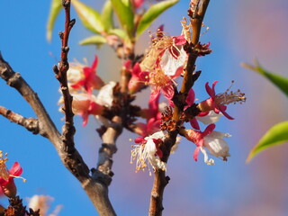  gardens bloom in spring