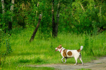 Dog walking in the forest