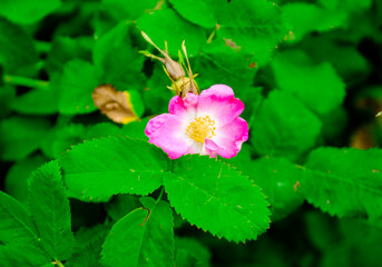 Purple flower and green leaves