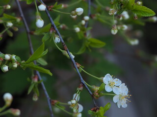  gardens bloom in spring