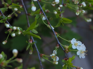  gardens bloom in spring