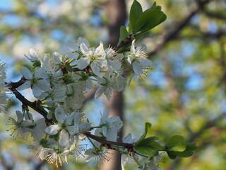  gardens bloom in spring