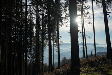 morning in the forest