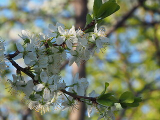  gardens bloom in spring