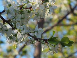  gardens bloom in spring