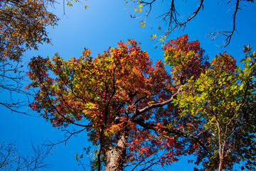 Golden leafs on blue sky at autumn forest
