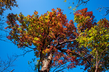 Golden leafs on blue sky at autumn forest