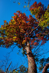 Golden leafs on blue sky at autumn forest