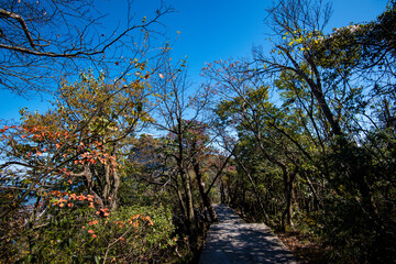 Golden leafs on blue sky at autumn forest