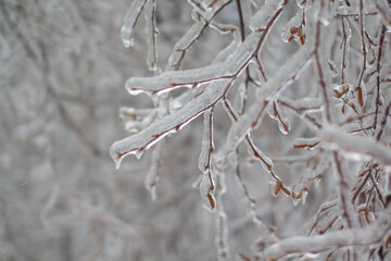 icebound tree branches after the cyclone