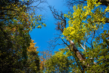 Fototapeta premium Beautiful landscape of Tianmen mountain national park, Hunan province, Zhangjiajie, China