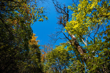 Golden leafs on blue sky at autumn forest