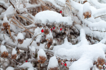 Icebound berry branch covered with snow after the cyclone