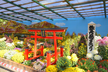 chrysanthemum, Yahiko shrine, Yahiko village, Niigata Pref.,Japan