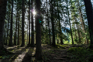 Fototapeta premium SONY DSC