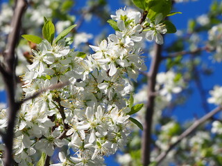 gardens bloom in spring