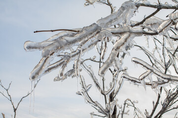 icebound branches of the tree after the cyclone