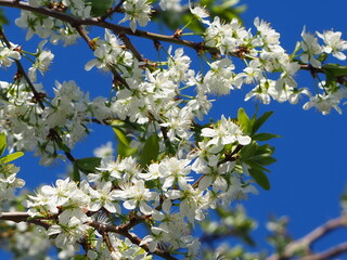 gardens bloom in spring