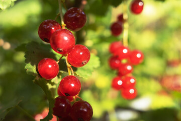 Red Currant hanging on a bush in the garden. Closeup