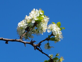  gardens bloom in spring
