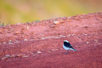 Pied wheatear or Oenanthe pleschanka in natural habitat