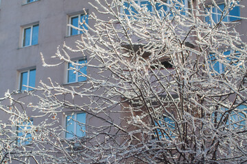 An icebound tree in front of an apartment building after the cyclone