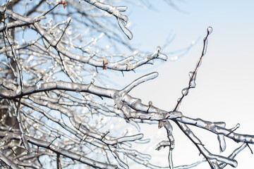 icebound branches of the tree after the cyclone