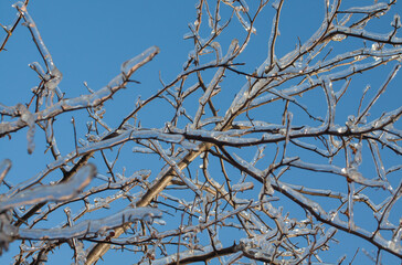 Branches covered with ice and snow background