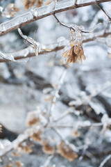 Icebound ash tree seeds on the branch after the cyclone