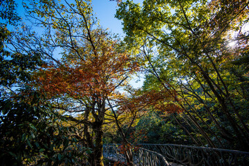 Fototapeta premium Golden leafs on blue sky at autumn forest