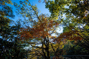 Golden leafs on blue sky at autumn forest