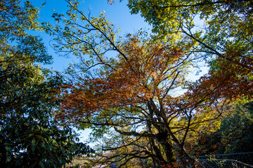 Golden leafs on blue sky at autumn forest