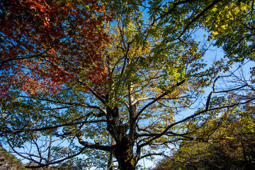 Golden leafs on blue sky at autumn forest