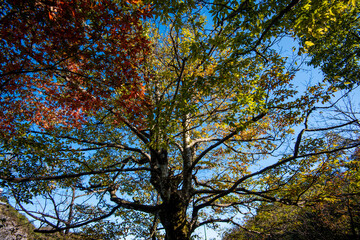 Golden leafs on blue sky at autumn forest