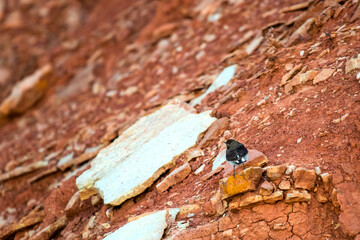 Pied wheatear or Oenanthe pleschanka in natural habitat