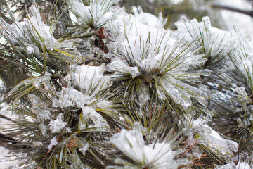 icebound fir tree close-up
