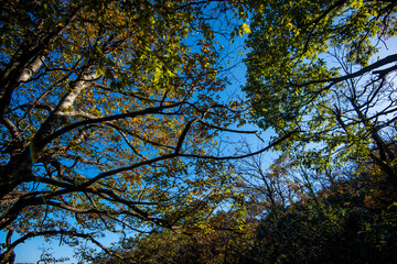Golden leafs on blue sky at autumn forest