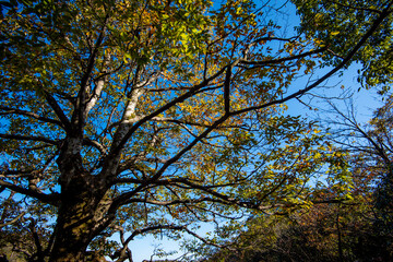 Golden leafs on blue sky at autumn forest