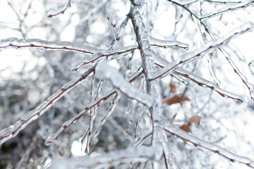 Branches covered with ice and snow background