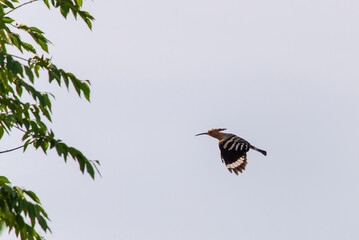 Eurasian Hoopoe in flight with wings spread against the distant backdrop