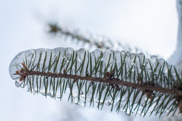 icebound fir tree close-up