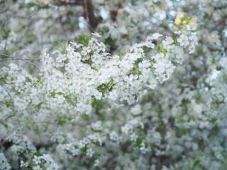  gardens bloom in spring