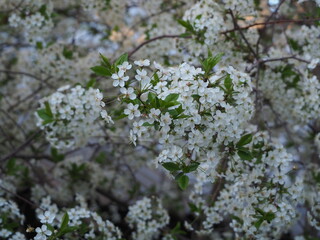  gardens bloom in spring