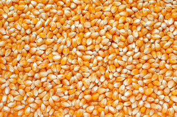 Dry organic corn seed background