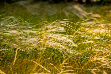 Stipa Feather Grass or Grass Needle Nassella tenuissima in golden sunset light