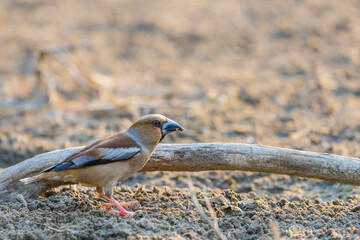 A common hawfinch or Coccothraustes coccothraustes