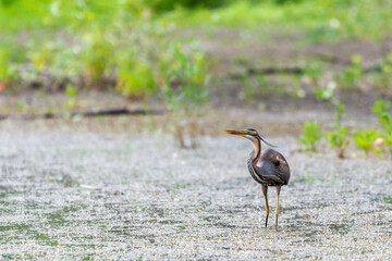 Purple heron or ardea purpurea is hunting in a pond or lake