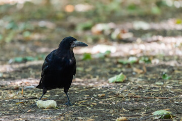 Rook bird or Corvus frugilegus on a ground